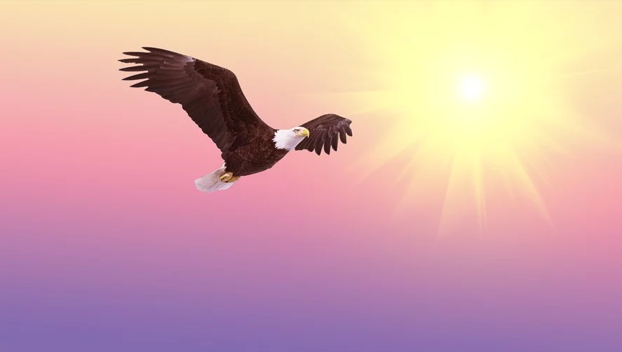 鷹飛故事:天遠鷹飛,世界多維